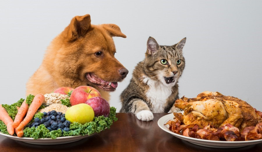 Can you feed a puppy store cat food