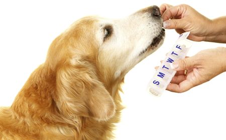 Cat or Dog Supplements You Didn't Know They Might Need!