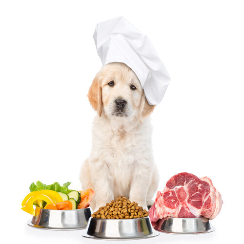 A Balanced Diet for Dogs: The Key to a Happy and Healthy Pup