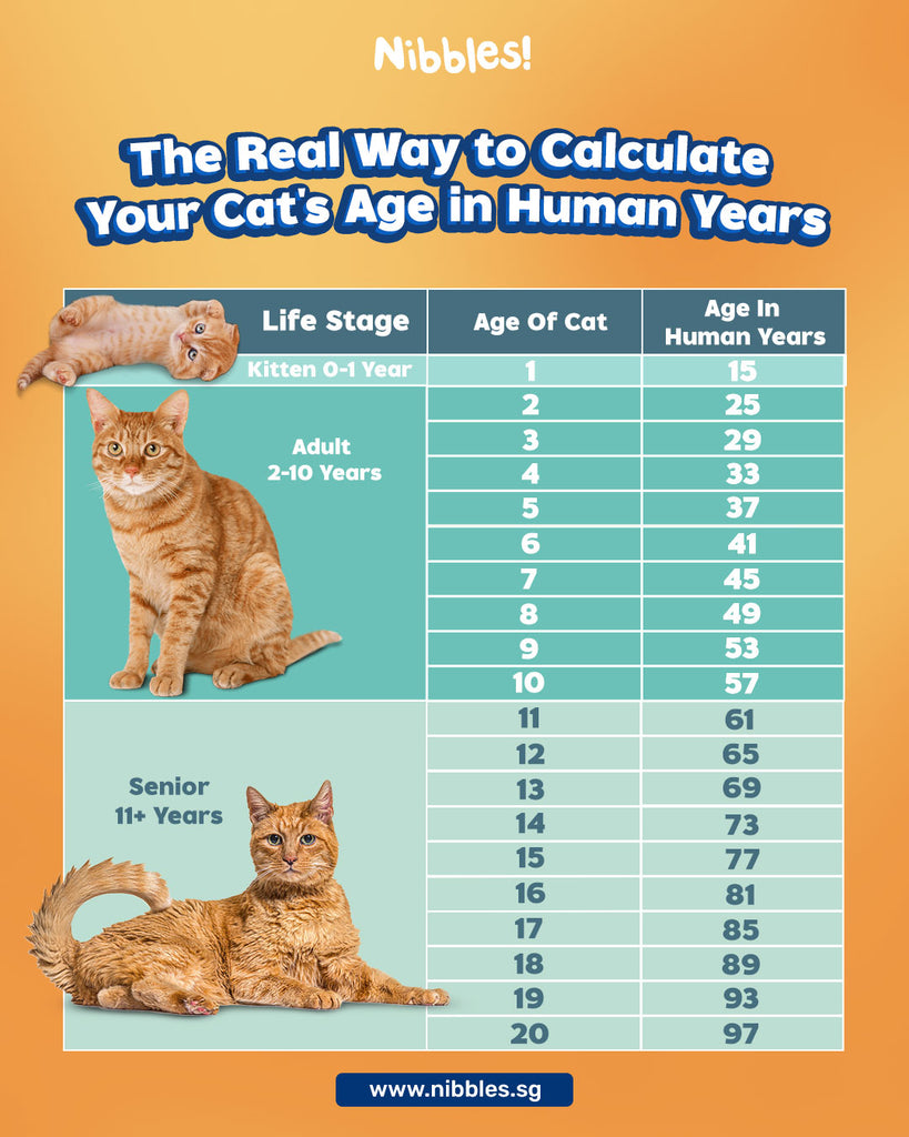How to Calculate Your Cat's Age in Human Years Easily