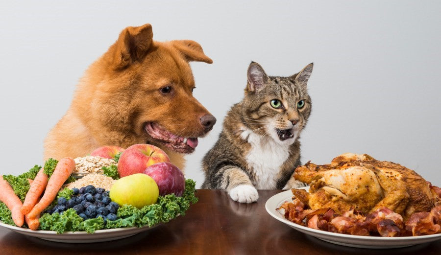 Mix up the food you feed your dog/cat with these fun and healthy recipes you can easily make at home!