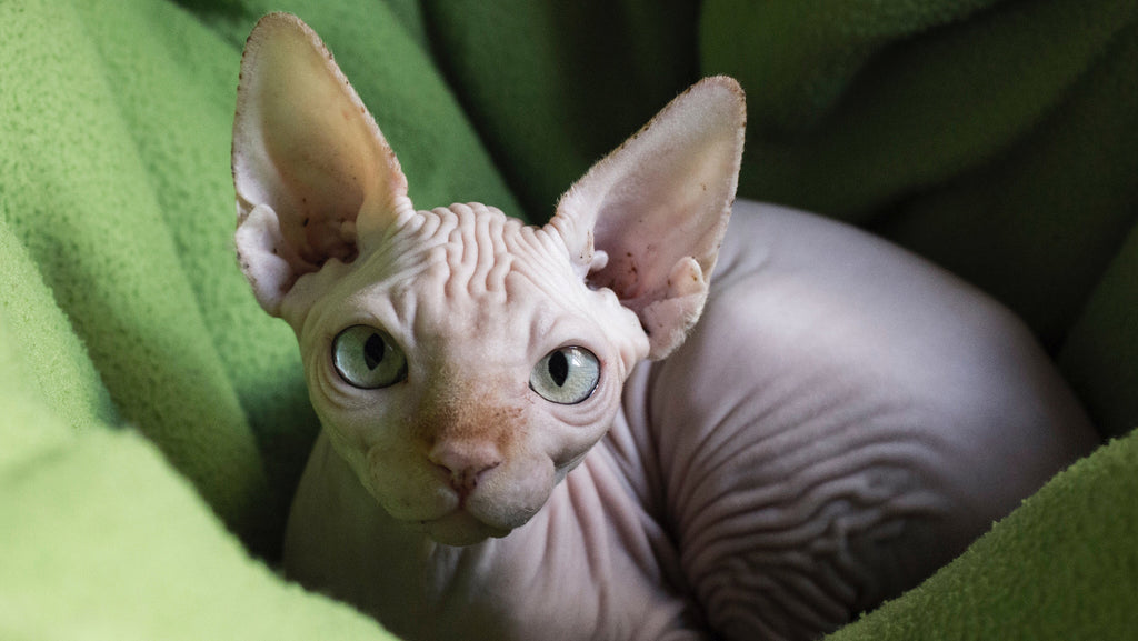 Considering a Hairless Cat? Here's What You Should Know!
