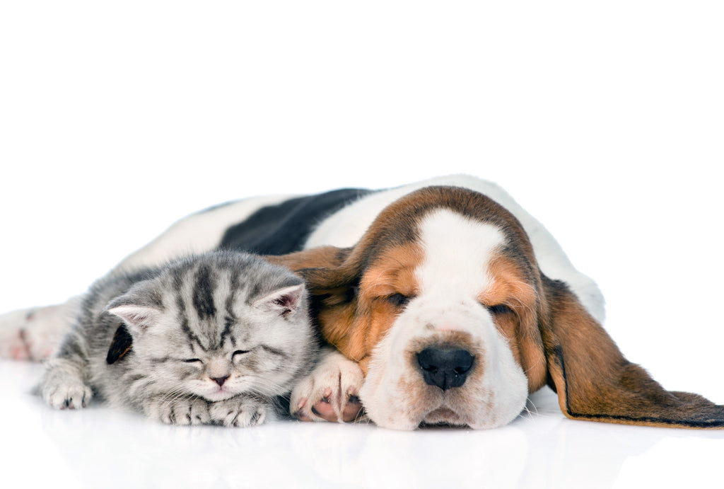 What To Do When Your Dog or Cat Has The Flu?
