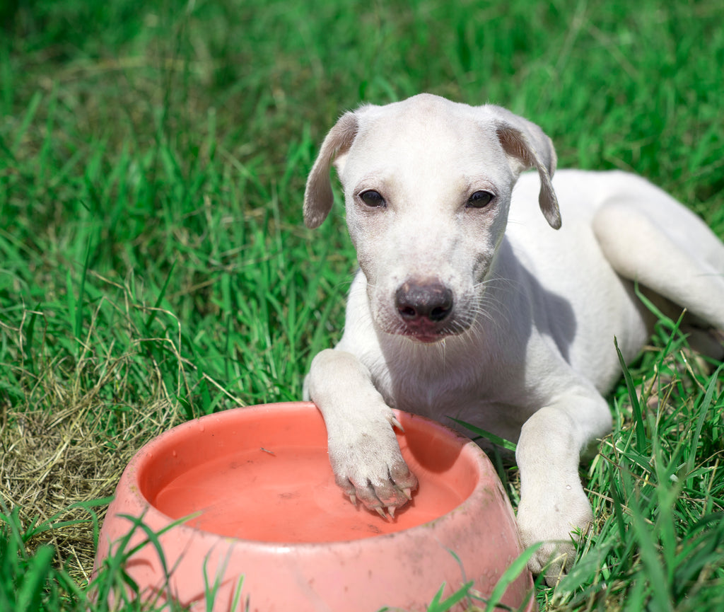 How to Identify Dehydration Symptoms in Dog