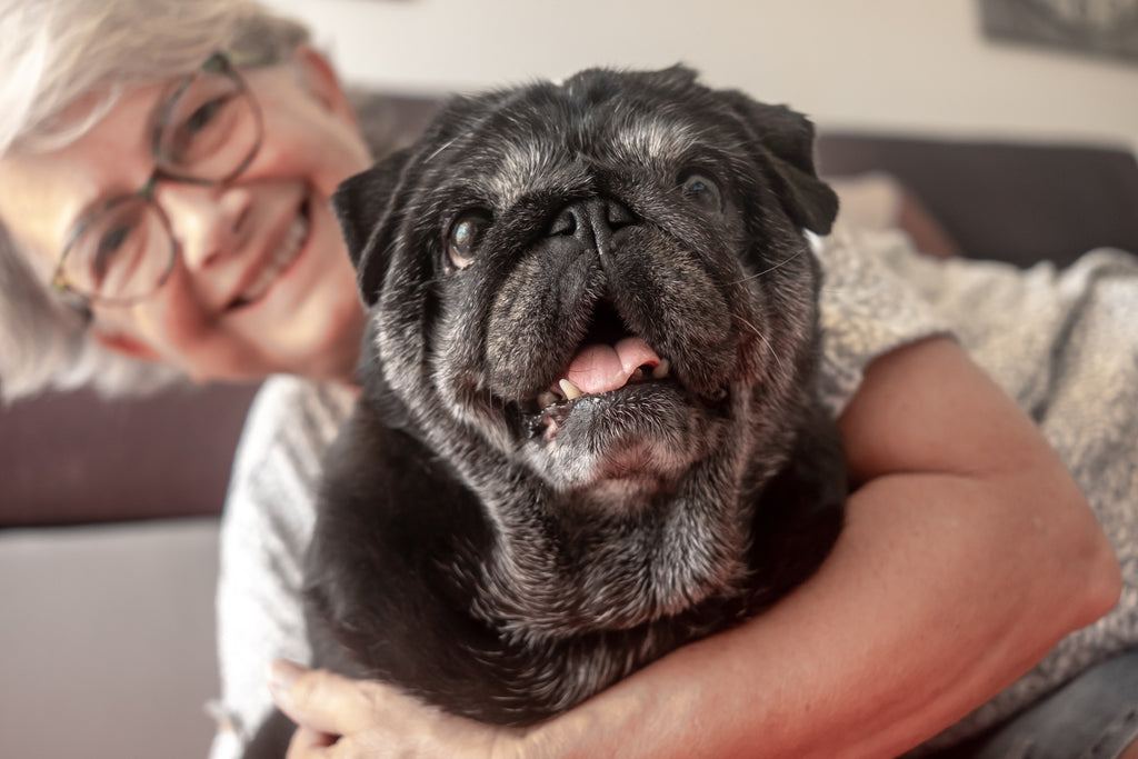 Opting to welcome a senior dog into your home: Discovering the Charms of Older Canine Companions.
