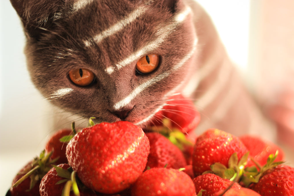 What Human Foods Are Safe for Your Cat?