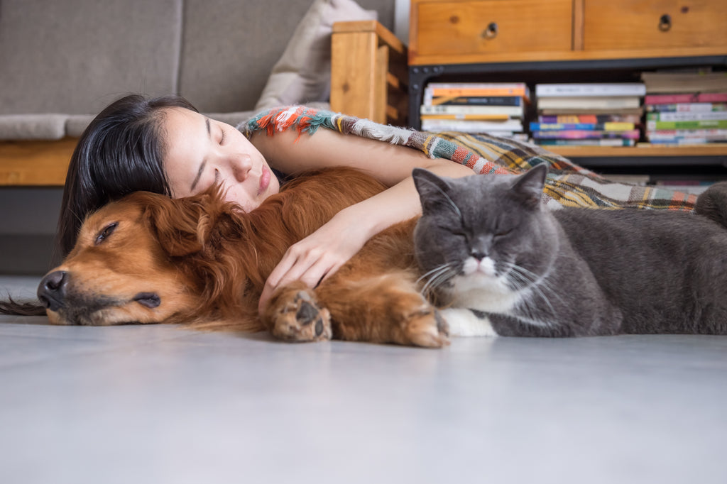 Having Pets: All the Pros, And None Of The Cons (A Highly Biased Article To Having Pets)